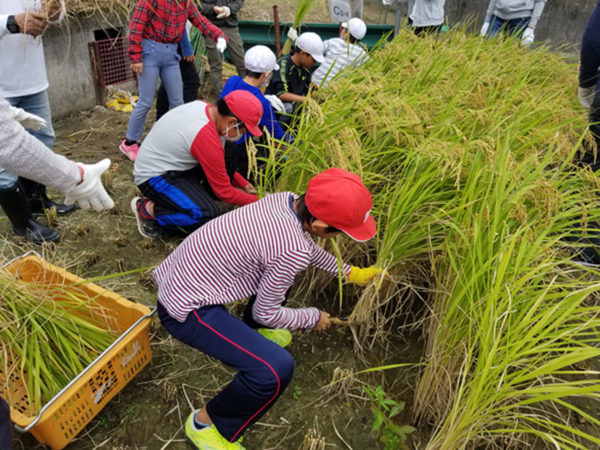 甲東小学校の米作り体験。稲刈りの様子