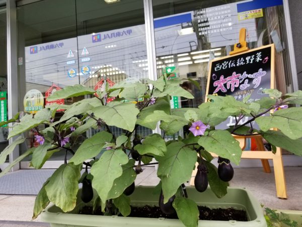 支店の前で育てられている大市の茄子