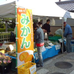 松山果樹園で栽培されている品種は宮川早生と青島温州の２種