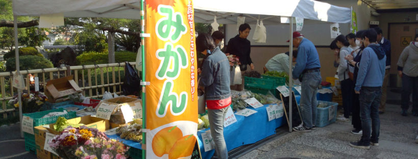 松山果樹園で栽培されている品種は宮川早生と青島温州の２種
