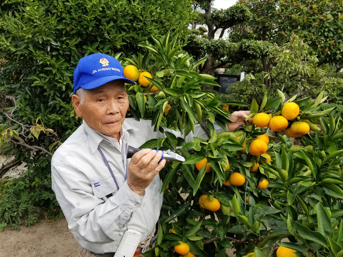 松山果樹園で栽培されている品種は宮川早生と青島温州の２種