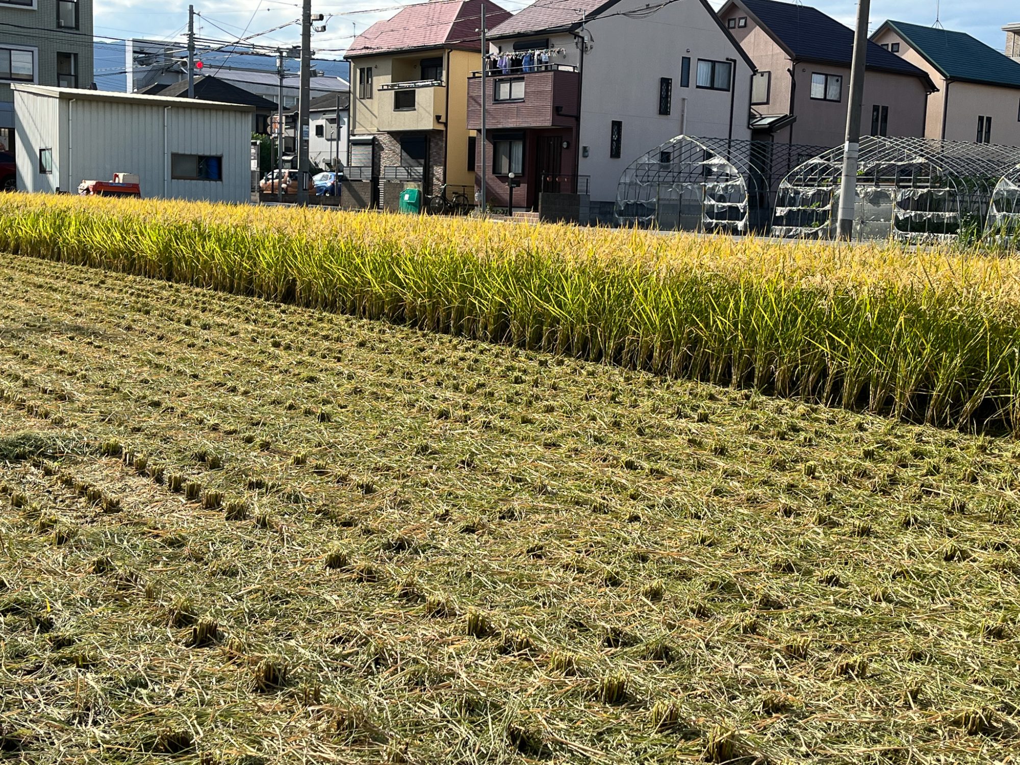 稲刈りされた田んぼ