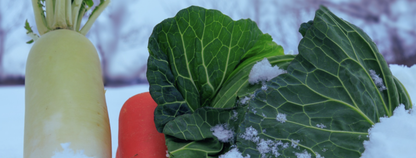 雪に埋まっている大根、にんじん、キャベツ