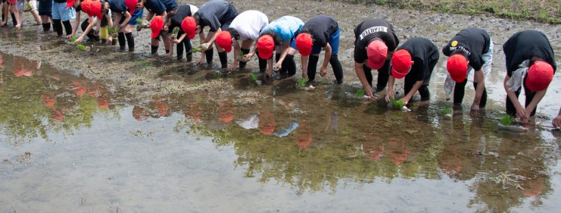 学童農園_田植え