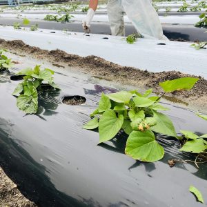 <span class="title">【西宮市農業青年研究会】芋掘り体験事業2025のレポートVol.１</span>