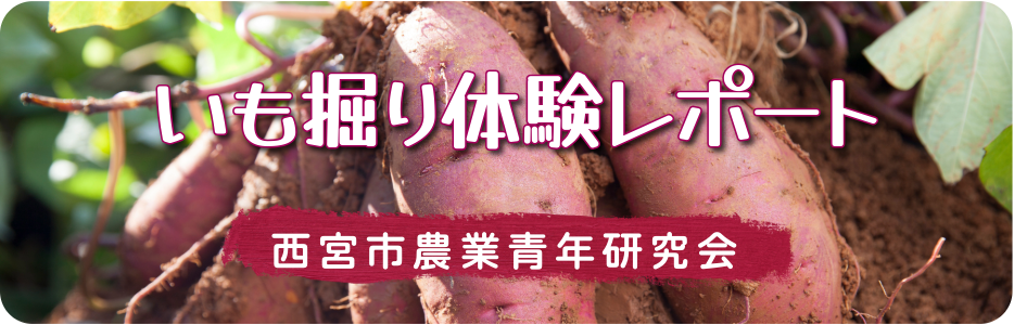 芋掘り体験レポート