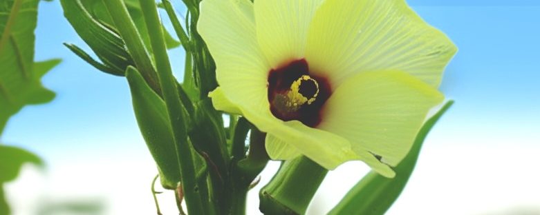 おくらの花