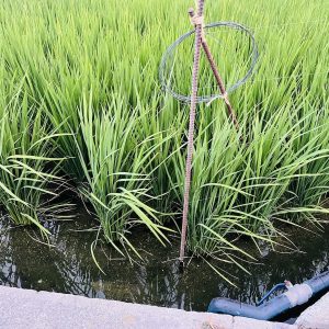 <span class="title">厳しい暑さの田んぼ</span>