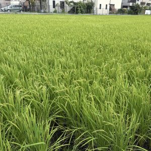 稲が青々と育つ田んぼ