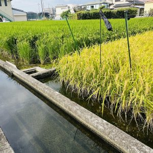 <span class="title">みのりの秋が近づいてきたよ！</span>
