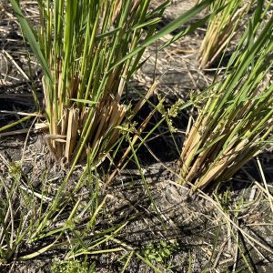 <span class="title"># 深呼吸、藁のかおり、秋の青空</span>