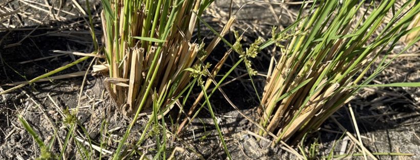 収穫後の稲の株