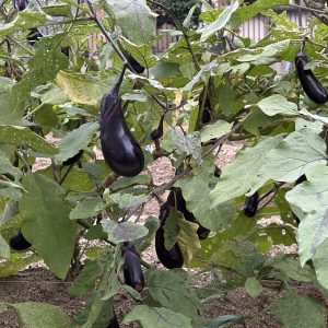 <span class="title"># 夏はビール、秋は日本酒。茄子で楽しむ乾杯</span>