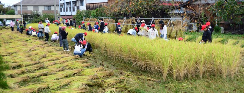 北六甲台小学校5年生の稲刈り体験(学童農園)