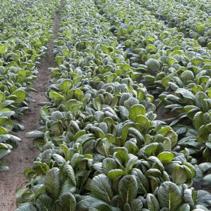 <span class="title">寒さの中で元気いっぱいの畑</span>