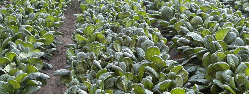 ほうれん草畑