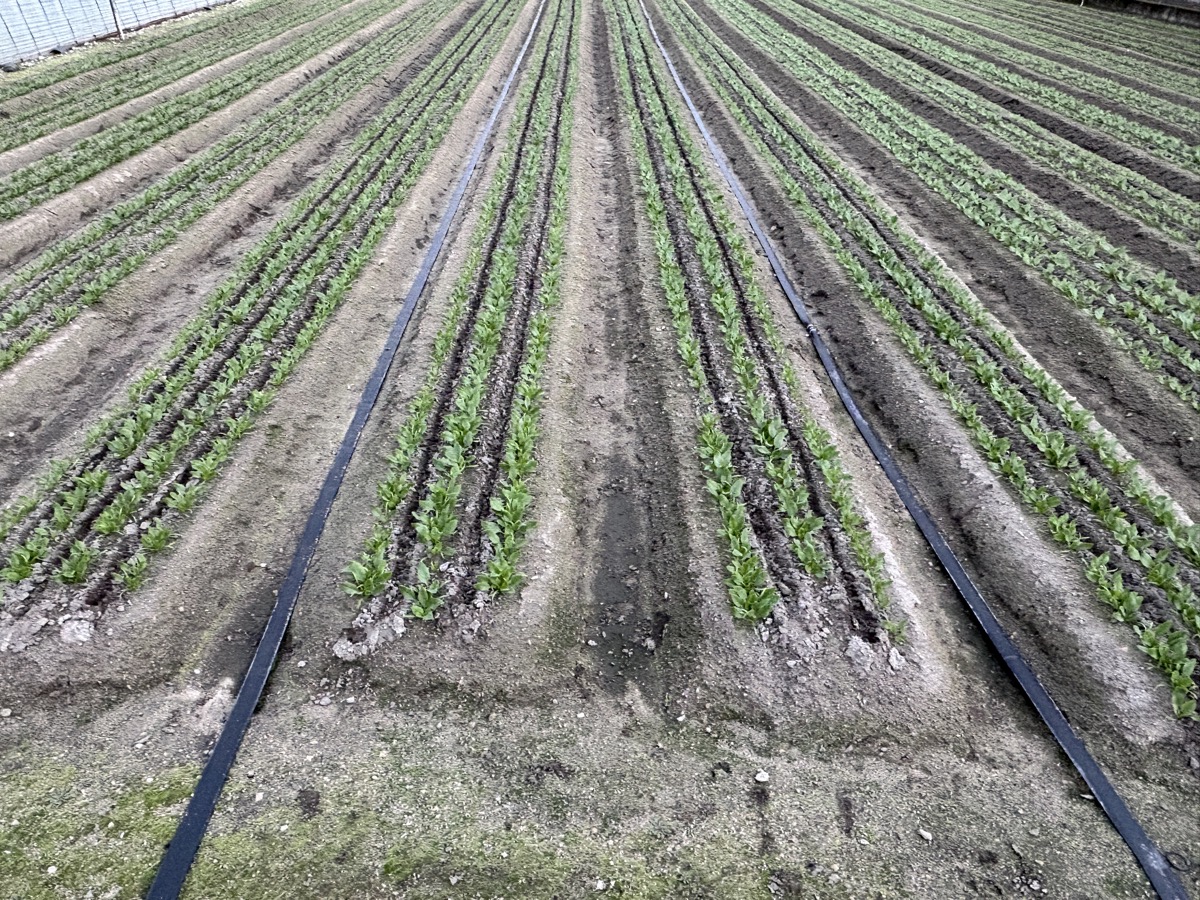 12月の畑と散水チューブ
