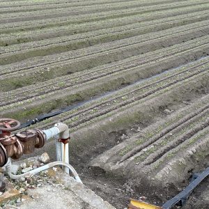 <span class="title">野菜だって乾燥は辛い!畑の保湿アイテム</span>