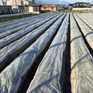 <span class="title">風に揺れる白いトンネル</span>