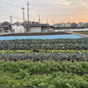 <span class="title">冬の畑の巨大アート</span>