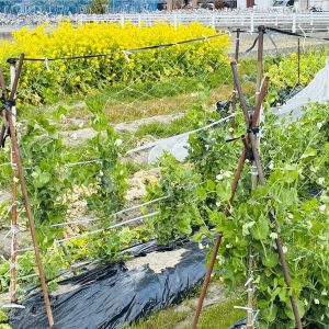 <span class="title">春の畑は、元気モリモリの野菜があったり、休眠中の果樹があったり・・・</span>